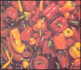 BRUCE FRITZ/SEED SAVERS EXCHANGE